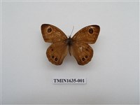 藏品(寶島波眼蝶)的圖片